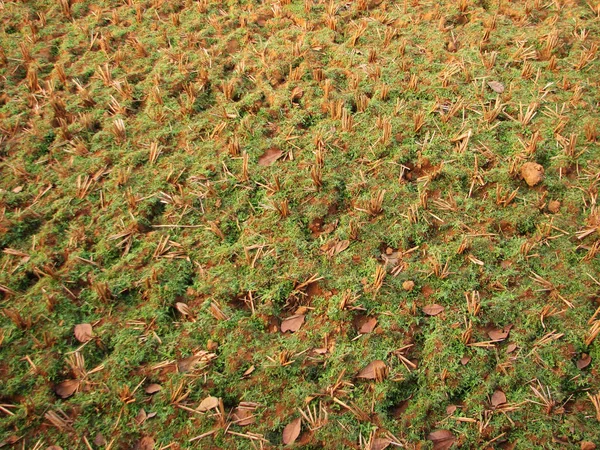 Sécheresse dans la plantation de riz indien photo — Photo