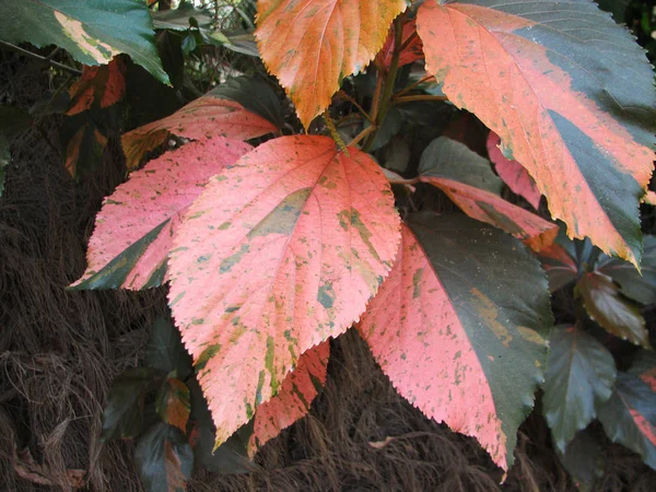 Τροπικό φλοράλ φύλλα χωρίς ραφή πρότυπο — Φωτογραφία Αρχείου