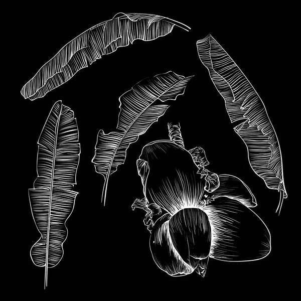 양식에 일치 시키는 바나나 잎의 설정. 열 대 경 엽, 꽃 장식 이미지 — 스톡 벡터