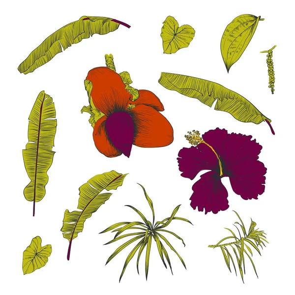 Dessiné à la main de plantes tropicales feuilles et fleurs de banane — Image vectorielle