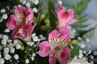 Perulu lily Alstroemeria bitki güzel çiçekler