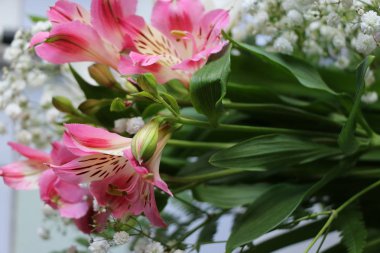 Perulu lily Alstroemeria bitki güzel çiçekler