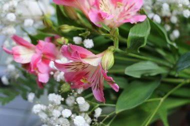 Perulu lily Alstroemeria bitki güzel çiçekler