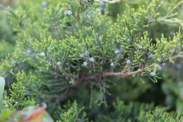 Immergrüne Nadeln junger Zypressen in Nahaufnahme. Hintergrund — Stockfoto
