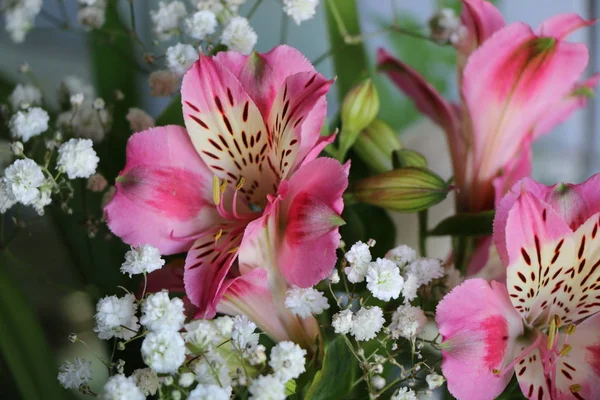 Lindas flores de lírio peruano ALSTROEMERIA PLANT — Fotografia de Stock