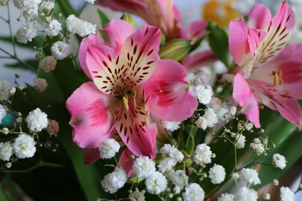 Lindas flores de lírio peruano ALSTROEMERIA PLANT — Fotografia de Stock