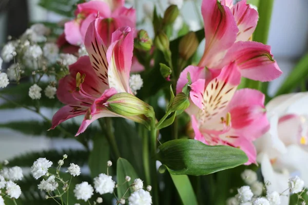 Kauniita kukkia Perun lilja ALSTROEMERIA PLANT — kuvapankkivalokuva