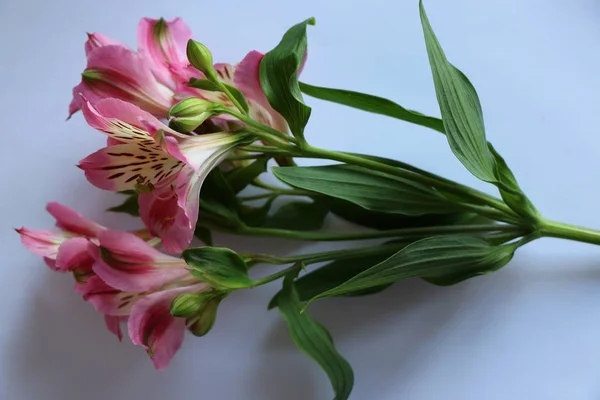 페루 백합 Alstroemeria 식물의 아름 다운 꽃 — 스톡 사진