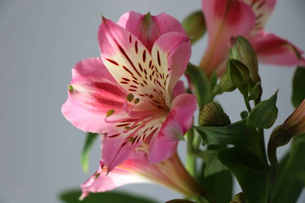 Lindas flores de lírio peruano ALSTROEMERIA PLANT — Fotografia de Stock