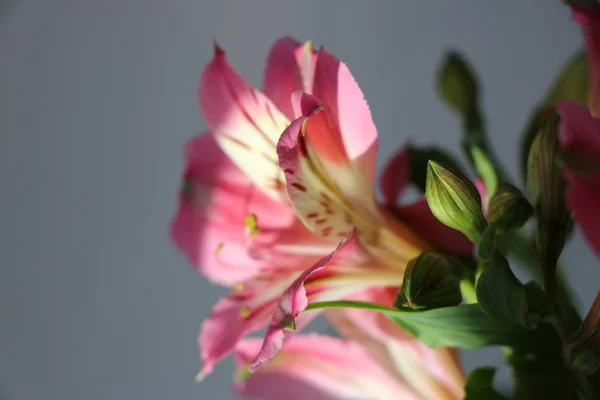 Lindas flores de lírio peruano ALSTROEMERIA PLANT — Fotografia de Stock