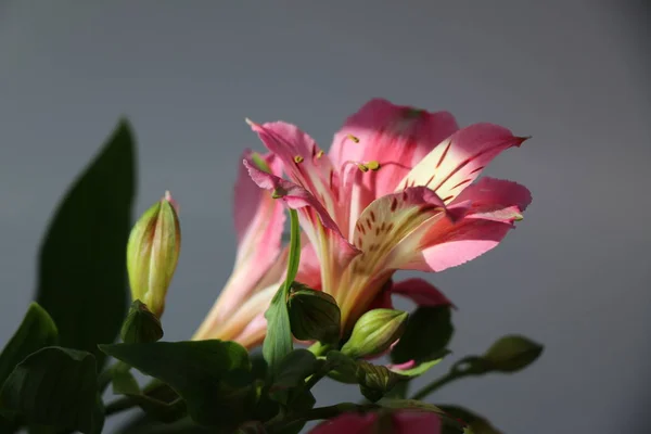 Belles fleurs de lis péruvien ALSTROEMERIA PLANTE — Photo