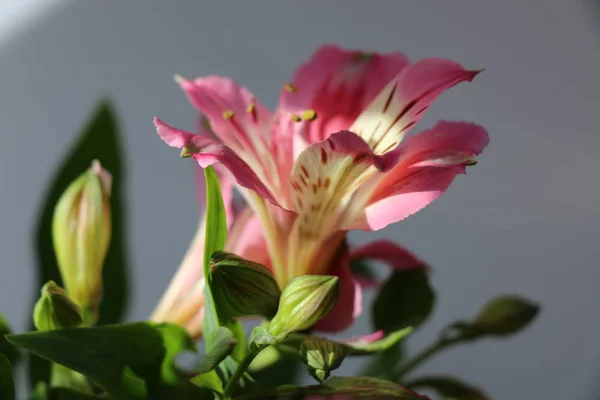 Красиві квіти лілії перуанської Alstroemeria рослина — стокове фото