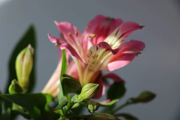 페루 백합 Alstroemeria 식물의 아름 다운 꽃 — 스톡 사진