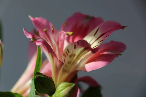 Piękne kwiaty, lilia peruwiański Alstroemeria roślin — Zdjęcie stockowe