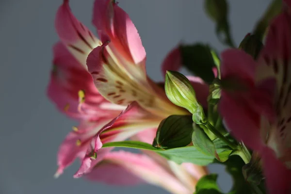 Belles fleurs de lis péruvien ALSTROEMERIA PLANTE — Photo