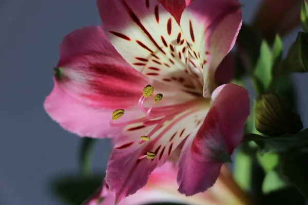 Lindas flores de lírio peruano ALSTROEMERIA PLANT — Fotografia de Stock
