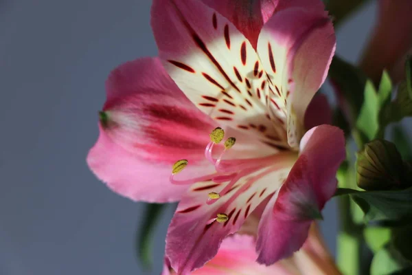 Lindas flores de lírio peruano ALSTROEMERIA PLANT — Fotografia de Stock