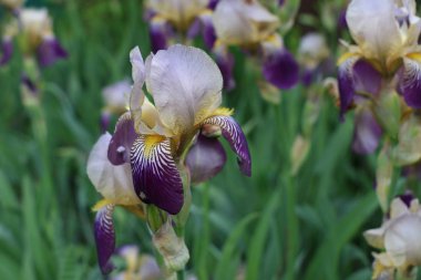 Iris çiçekler, güzel bahar çiçek