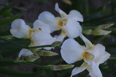 Iris çiçekler, güzel bahar çiçek