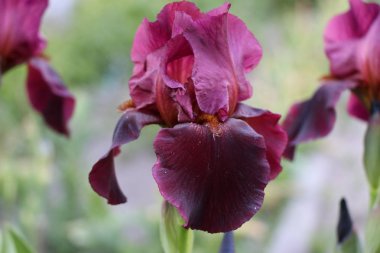 Iris çiçekler, güzel bahar çiçek