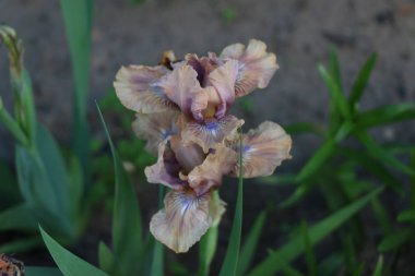 Iris çiçekler, güzel bahar çiçek