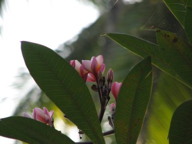 Frangipani tropik çiçekler