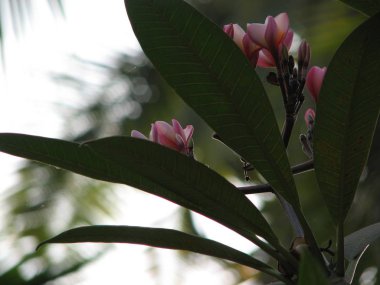 Frangipani tropik çiçekler