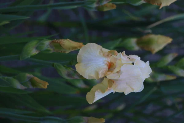 Flores da íris, uma bela flor da primavera — Fotografia de Stock