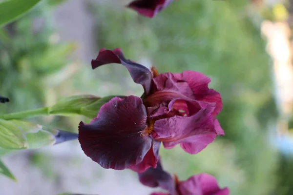 Flores da íris, uma bela flor da primavera — Fotografia de Stock