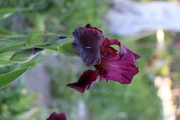 Flores da íris, uma bela flor da primavera — Fotografia de Stock