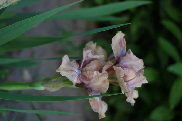 Flores da íris, uma bela flor da primavera — Fotografia de Stock