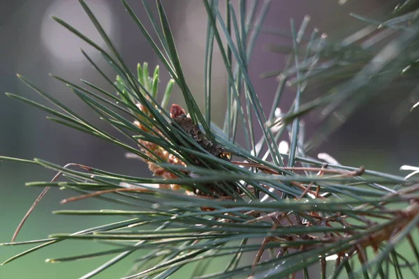 Closeup photograph of white pine — Stock Photo, Image