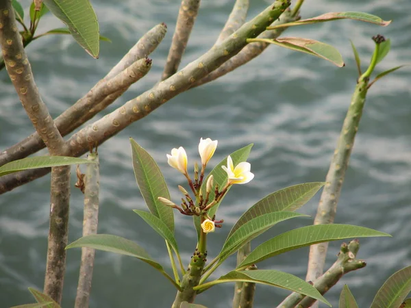 Frangipani flores tropicales — Foto de Stock