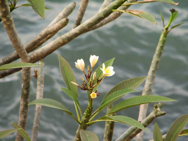 Frangipani tropische bloemen — Stockfoto