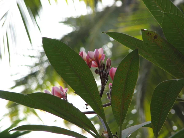 Frangipani tropik çiçekler — Stok fotoğraf