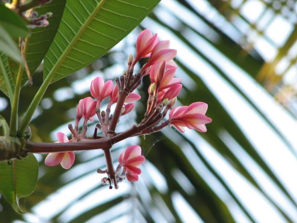 Frangipani flores tropicais — Fotografia de Stock