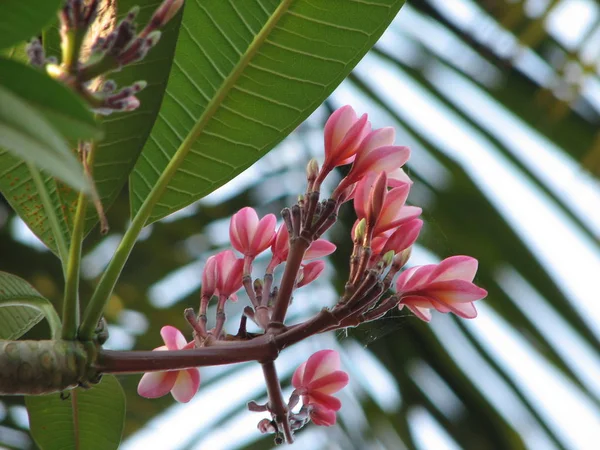 Frangipani flores tropicales — Foto de Stock