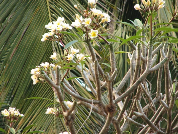 Франжипани тропические цветы — стоковое фото