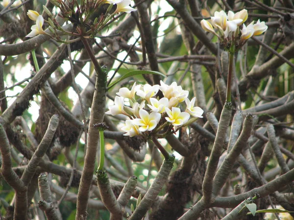Frangipani tropik çiçekler — Stok fotoğraf
