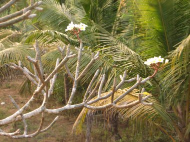 Frangipani tropik çiçekler