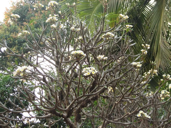 Frangipani flores tropicais — Fotografia de Stock