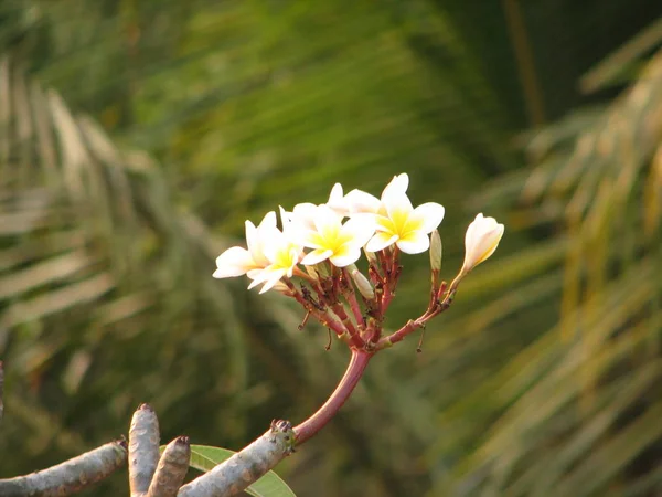 Тропічні квіти червоного жасмину — стокове фото