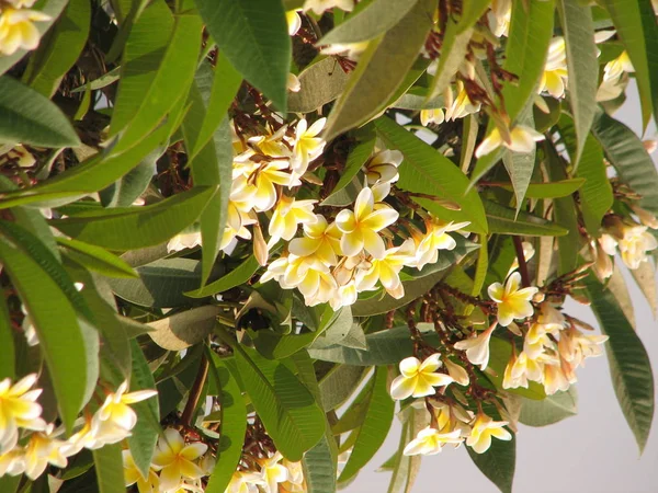 Frangipani tropische bloemen — Stockfoto