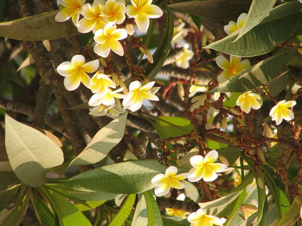 Frangipani tropische bloemen — Stockfoto
