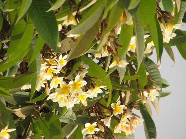 Frangipani flores tropicales — Foto de Stock