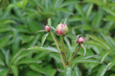 Şakayık tomurcukları çok pembe flowe