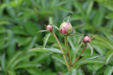 Şakayık tomurcukları çok pembe flowe