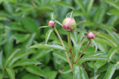 Şakayık tomurcukları çok pembe flowe