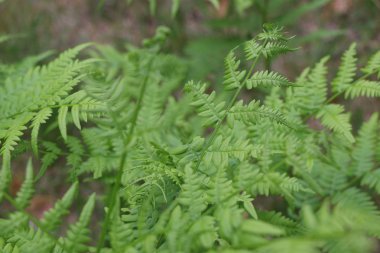Arka plan ve eğreltiotu yaprakları dokusuna.