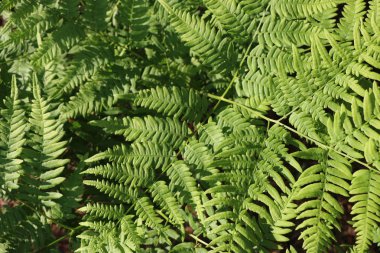 Arka plan ve eğreltiotu yaprakları dokusuna.